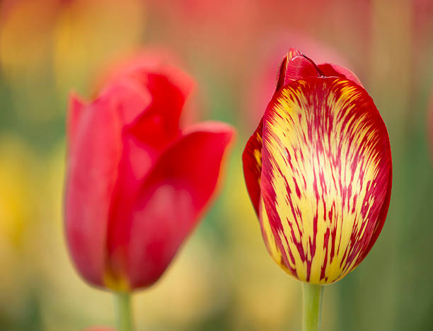 tulipas vermelhas - parade tulip - fotografias e filmes do acervo