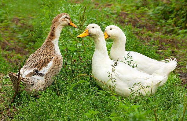 Three ducks on a green lawn stock photo