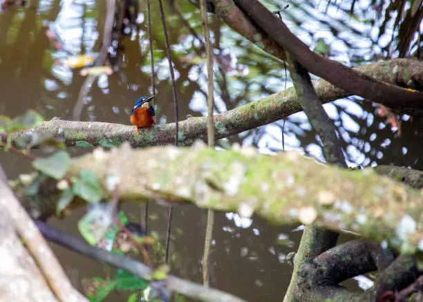 Photo of Blue-eared Kingfisher (Alcedo meninting) spotted outdoors