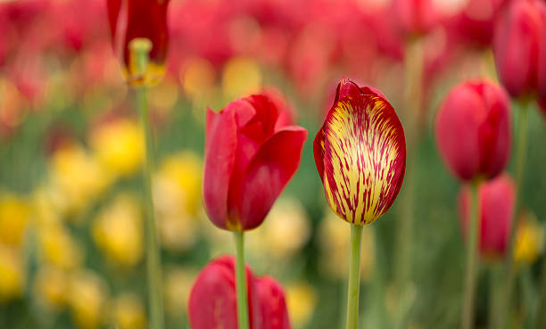 tulipas vermelhas - parade tulip - fotografias e filmes do acervo