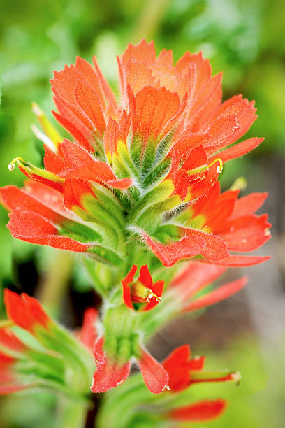 istock coast indian paintbrush  Castilleja affinis 181898583