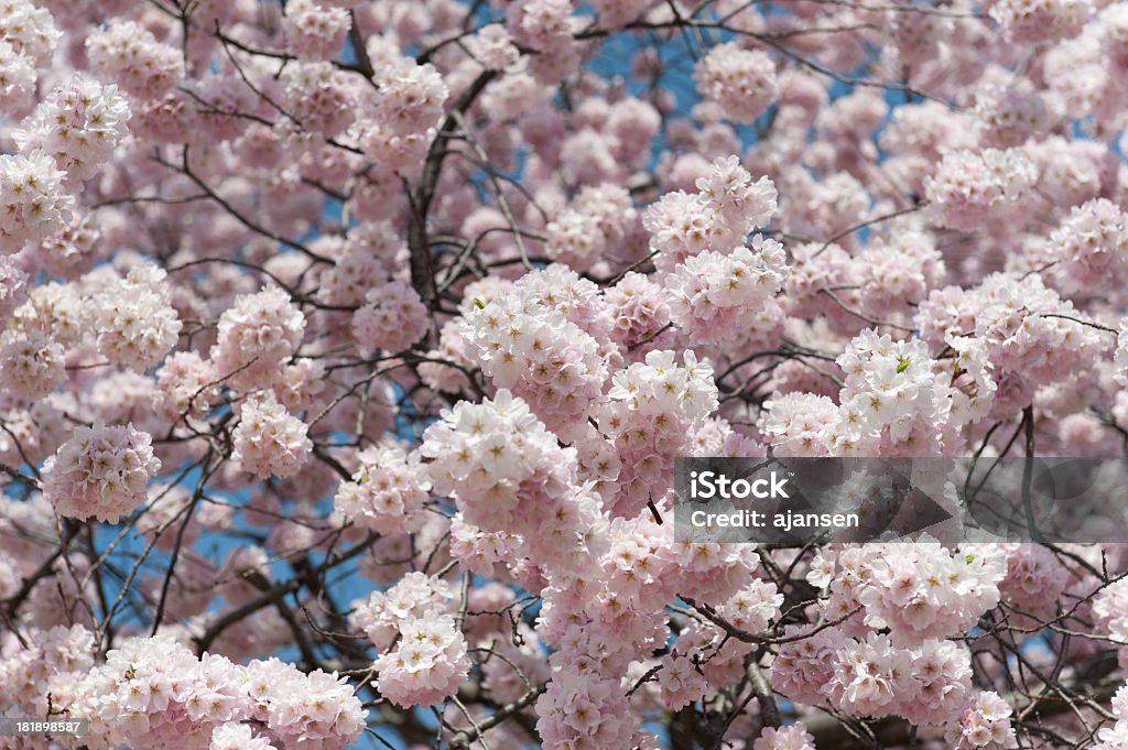 Flor de cerezo en primavera - Foto de stock de Aire libre libre de derechos