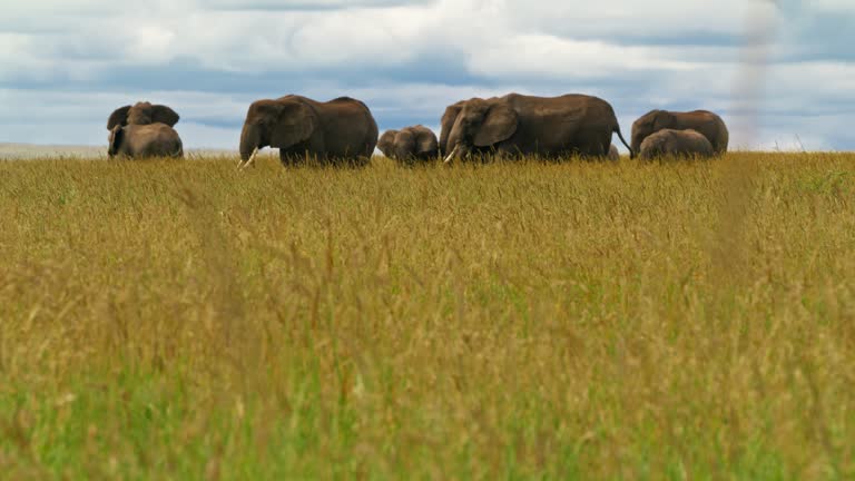 SLO MO African Elephants of all ages gracefully moving through lush grass of Serengeti. Herd of elephants walking amidst grass at Tanzania's forest