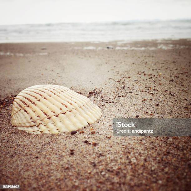 Shell Na Plaży - zdjęcia stockowe i więcej obrazów Bez ludzi - Bez ludzi, Brzeg wody, Dzień