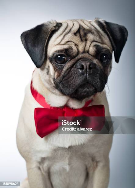 Foto de Retrato De Um Pug Com Gravata Borboleta Vermelha e mais fotos de stock de Cão - Cão, Gravata-borboleta, Animal