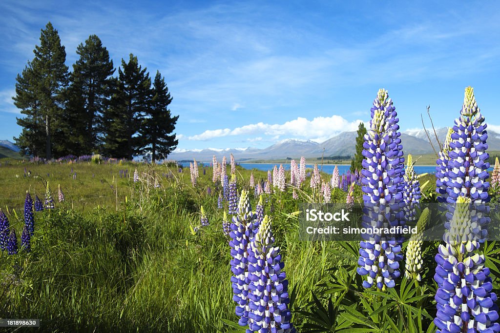 Łubin w Lake Tekapo, Nowa Zelandia - Zbiór zdjęć royalty-free (Alpy Południowe)