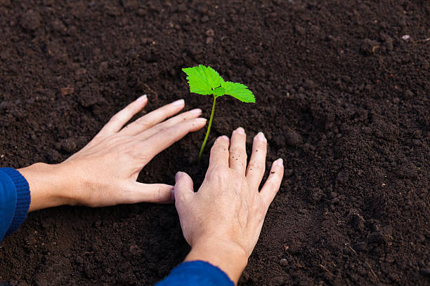 istock Woman caring for seedling 181898635