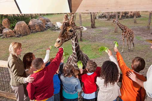 Teachers with group of elementary school children at zoo feeding giraffes.