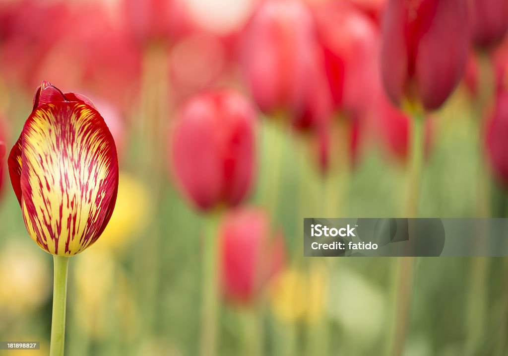 Red Tulips Agricultural Field Stock Photo