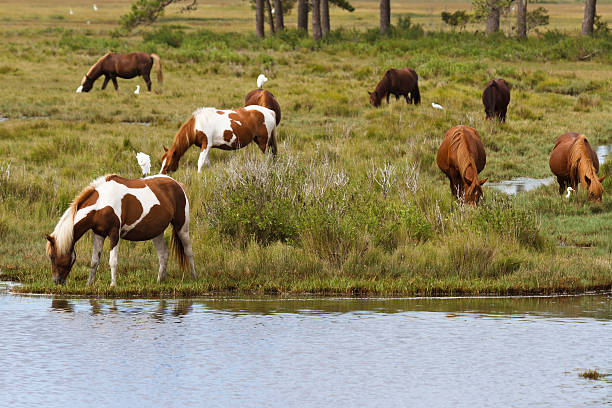 Chincoteague Ponies Grazing Chincoteague ponies grazing near  a stream.  Taken at the Chincoteague National Wildlife Refuge in Chincoteague Virginia. cattle egret photos stock pictures, royalty-free photos & images