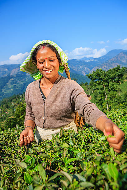 istock Indian pickers plucking tea leaves in Darjeeling, India 181899337