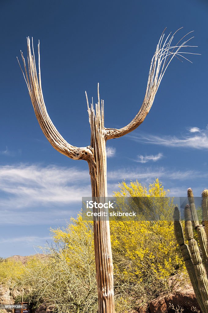 Dead cacto Saguaro - Foto de stock de Arizona royalty-free