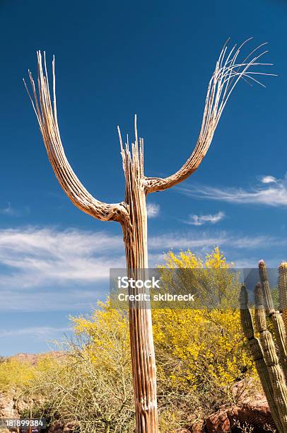 Foto de Dead Cacto Saguaro e mais fotos de stock de Arizona - Arizona, Cacto, Cacto Gigante Americano