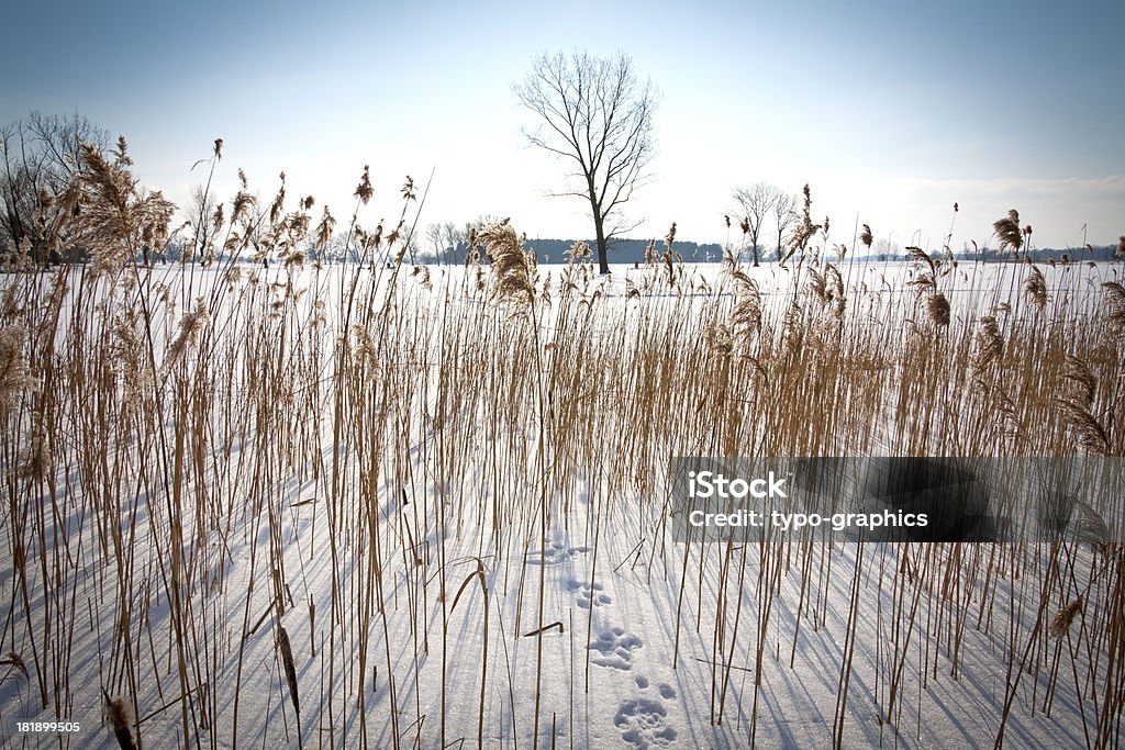 Details der Reed im Winter - Lizenzfrei Baum Stock-Foto