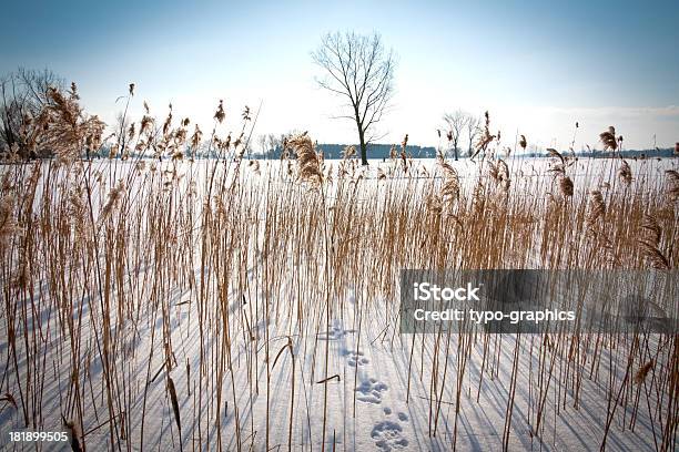 Details Der Reed Im Winter Stockfoto und mehr Bilder von Baum - Baum, Deutschland, Extremlandschaft