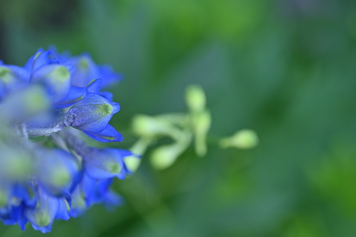 Close-up of blue hydrangea.