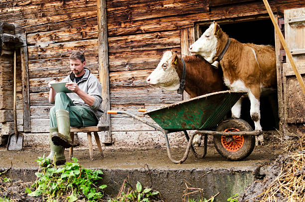Modern Swiss farmer with digital tablet observed by his cattle Social engineering. A modern and young Swiss farmer is observed by his cattle while using a digital tablet device. Shot during Lenklypse photo event in Switzerland.See also swiss watches stock pictures, royalty-free photos & images