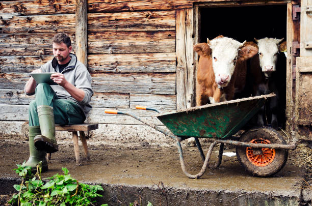 istock Swiss farmer next to cattle with digital tablet 181899776