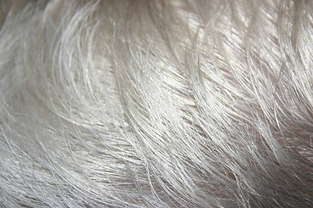 istock Gray Hair 181899948