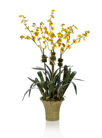 A beautiful yellow Oncidium orchid in a moss covered planter. Shot against a bright white background. There is a path which may be used to delete the reflection if desired. Extremely high quality faux flowers.