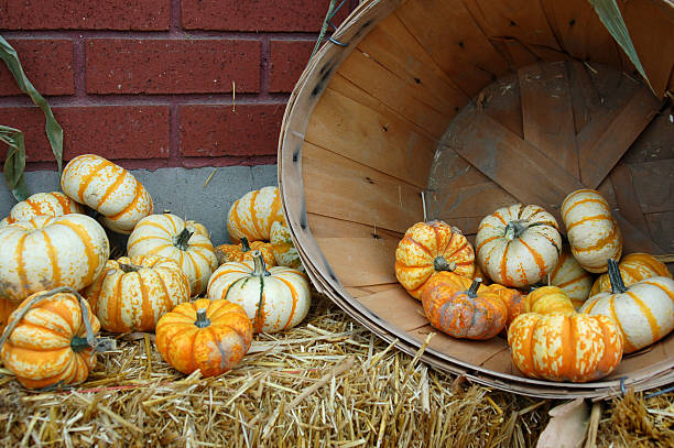 Autumn Harvest Basket stock photo