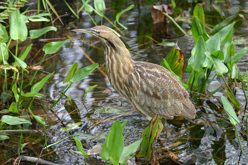American Bittern in a florida marsh