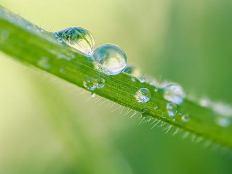 Dew drops on a green leaf