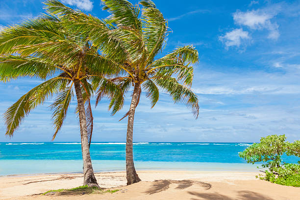 istock palm trees, tropical beach, sand, sky,  pacific ocean, Kauai 181900208