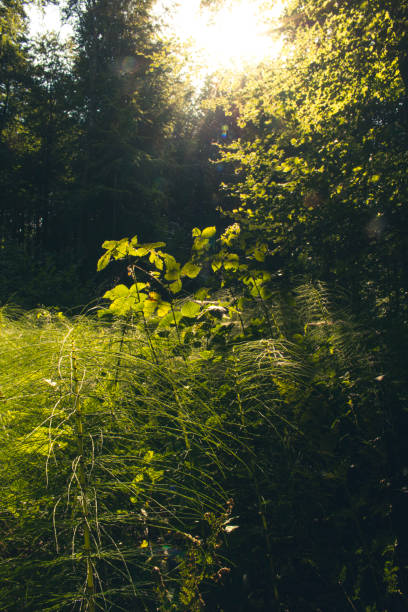 Step into a world of tranquility and let the gentle light of the golden hour wash over you. In a serene forest nestled in the heart of Belgium, nature reveals its enchanting beauty, inviting you to immerse yourself in its embrace.\n\nAs the sun begins its descent, the forest comes alive with a warm glow, casting long shadows and creating a magical ambiance. Tall trees stand tall and proud, their branches swaying gently in the breeze, whispering secrets of the ancient woods.\n\nTake a leisurely stroll along the winding paths, as the soft light filters through the leaves, creating a mesmerizing dance of shadows and light. Listen to the symphony of sounds, as birds chirp and leaves rustle under your feet, harmonizing with the peaceful rhythm of nature.\n\nBreathe in the crisp, fresh air, filled with the earthy scent of moss and damp soil. Feel the coolness of the forest floor beneath your feet, grounding you in the present moment and connecting you to the natural world.