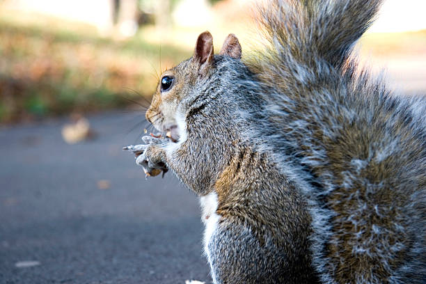 Squirrel close up side view stock photo