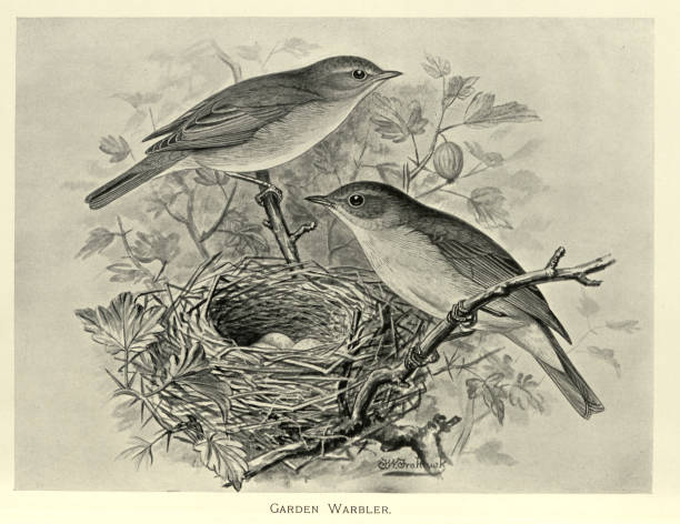 istock Garden warbler, Sylvia borin, with their nest and eggs, Wildlife bird art 1819002818