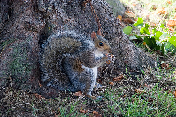 Squirrel at base of tree stock photo