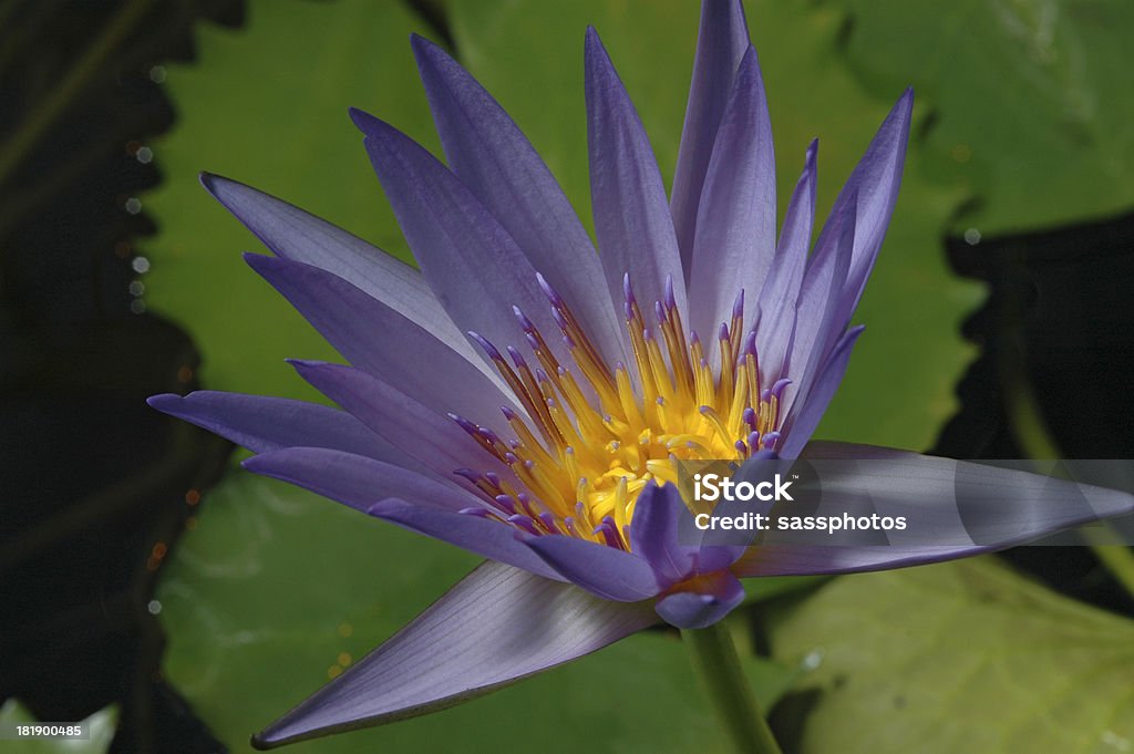 PURPLE WATER LILY Brilliant purple water liley with bright yellow stamens Animal Stock Photo
