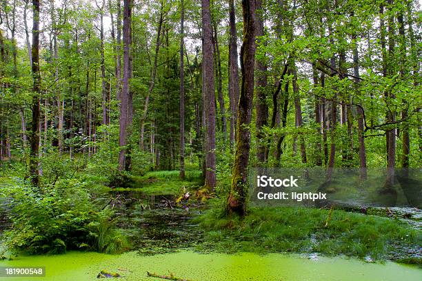 In A Forest Stock Photo - Download Image Now - Forest, Indiana, Ancient