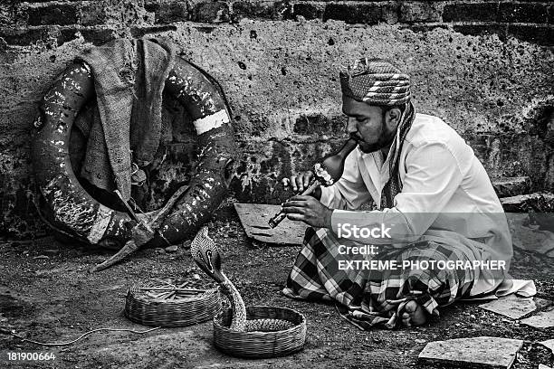 Cobra Teaser - Fotografias de stock e mais imagens de Dançar - Dançar, Animal, Adulto