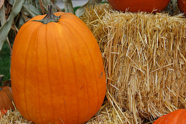 Autumn Pumpkin Scene stock photo