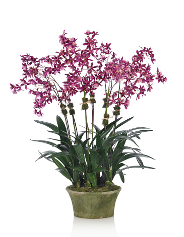 A beautiful large purple Oncidium orchid in a moss covered planter. Shot against a bright white background. There is a path which may be used to delete the reflection if desired. Extremely high quality faux flowers.