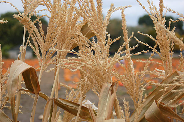 Corn Stalks in Autumn stock photo