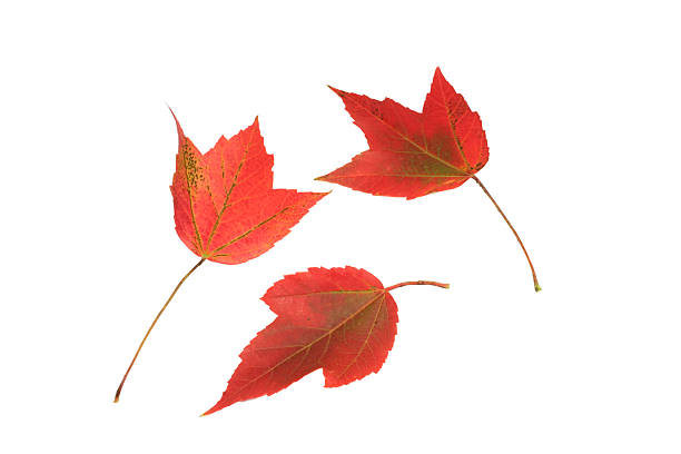 Change of Seasons II stock photo