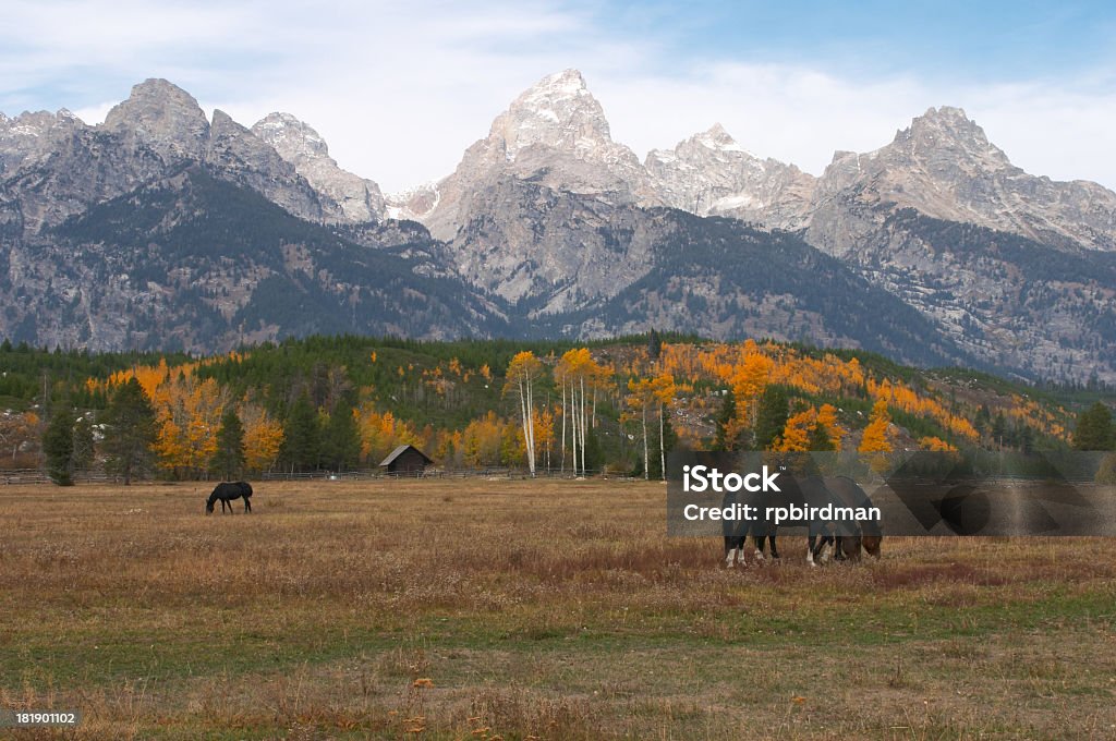 Chevaux avec les montagnes en toile de fond en automne - Photo de Automne libre de droits