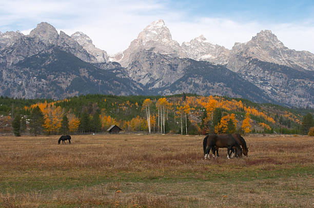 istock Horses with mountain backdrop in autumn 181901102