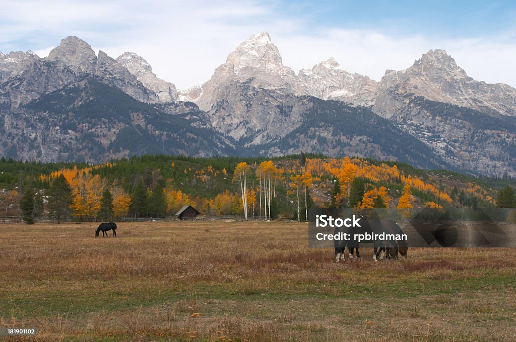 Cavalos com cenário de montanha no outono - Foto de stock de Jackson Hole royalty-free