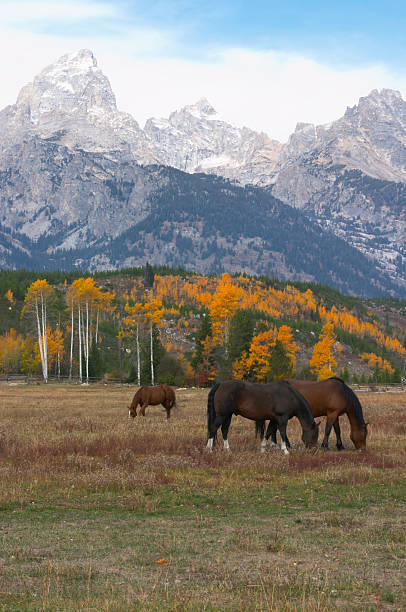 istock Horses with mountain backdrop in autumn 181901105