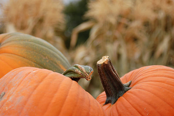 Autumn Backdrop stock photo