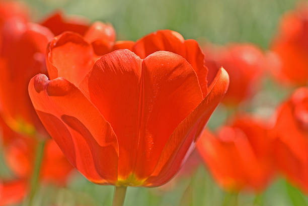 Tulipa do sol - fotografia de stock