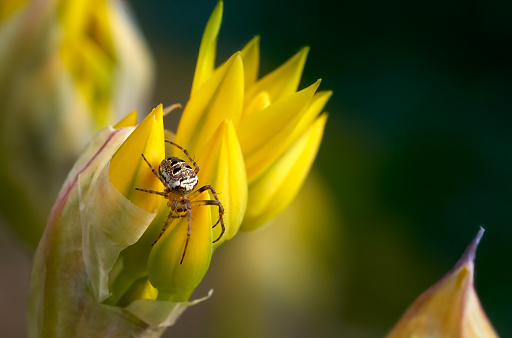 Spider Zilla diodia on still closed flowers of Golden garlic (Allium moly) - Baden-Württemberg, Germany
