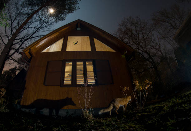 A red fox in the garden at night, drawn in by the scent of dog food