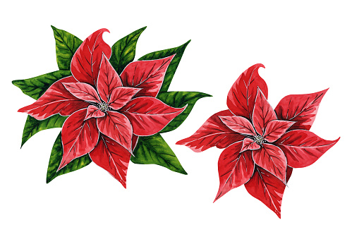 istock Christmas flowers poinsettia, hand drawn watercolor illustrations set isolated on white background. Floral illustration for Christmas decoration, patterns, textiles, stickers, postcards, invitations. 1819019771