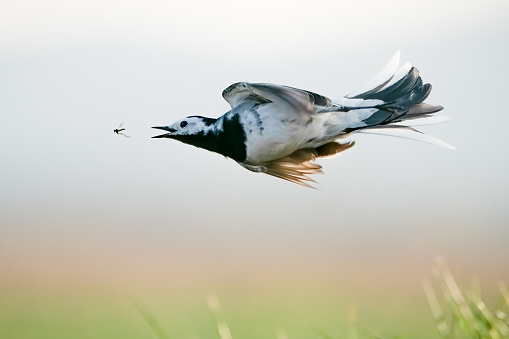 White wagtail hunting for an insect in the air