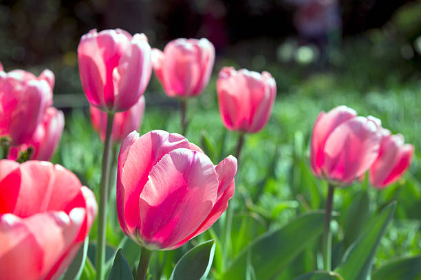 Bright and Happy Spring Tulips stock photo